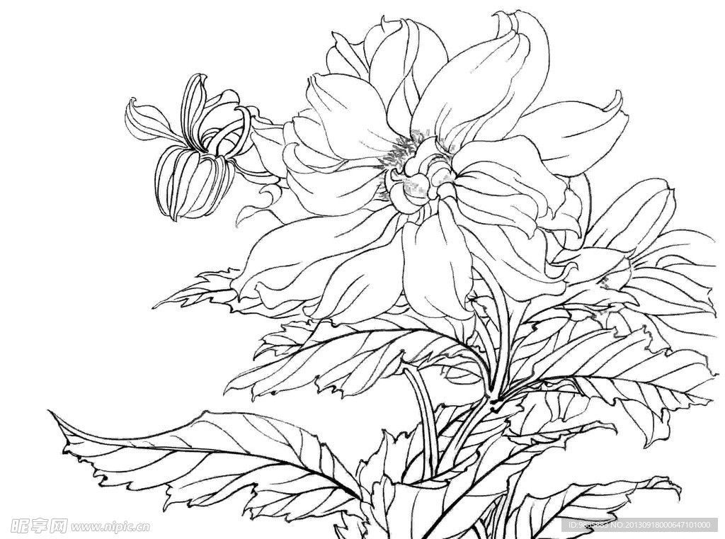 白描花卉