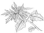 白描花卉