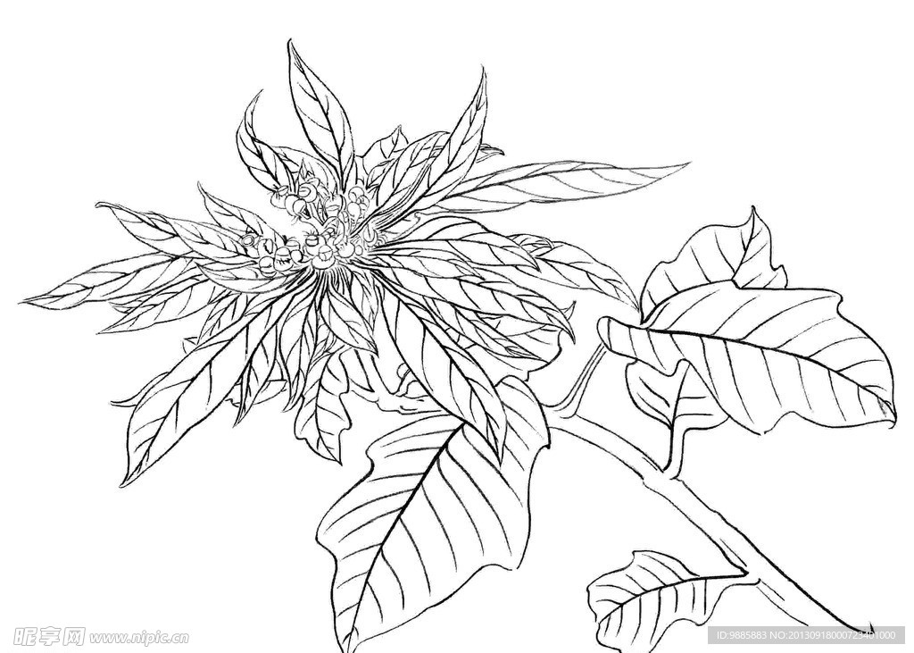 白描花卉