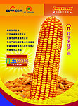 玉米种子单页
