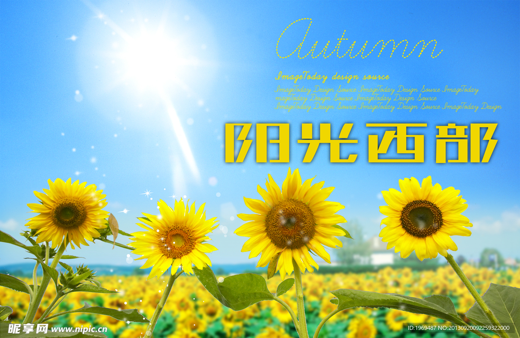 向日葵 阳光西部