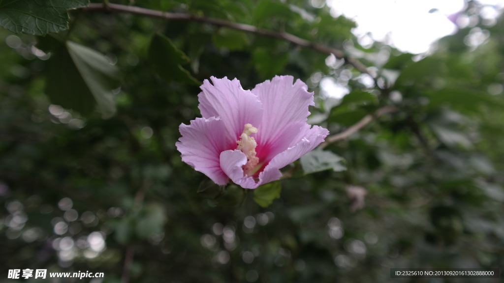 木槿花