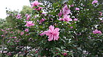 木槿花