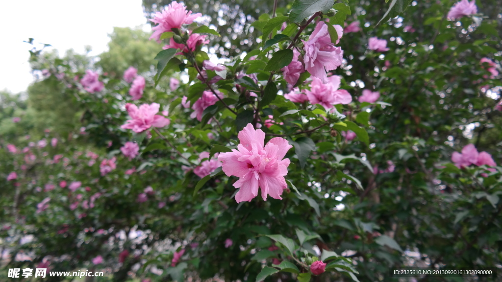 木槿花
