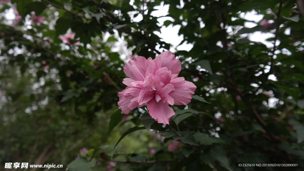 木槿花