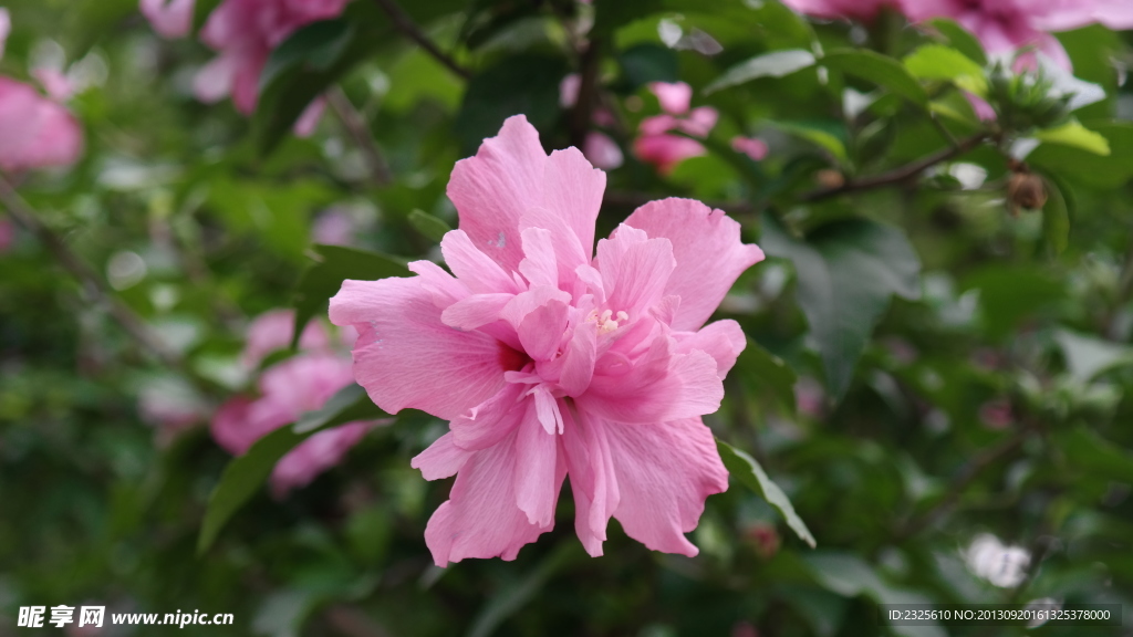 木槿花