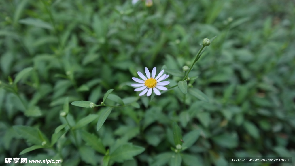 野菊花