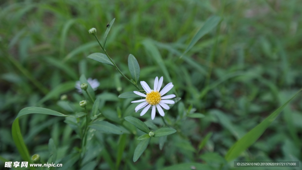 野菊花