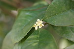 桂花