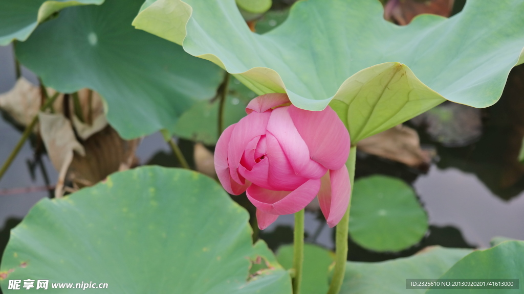 荷花