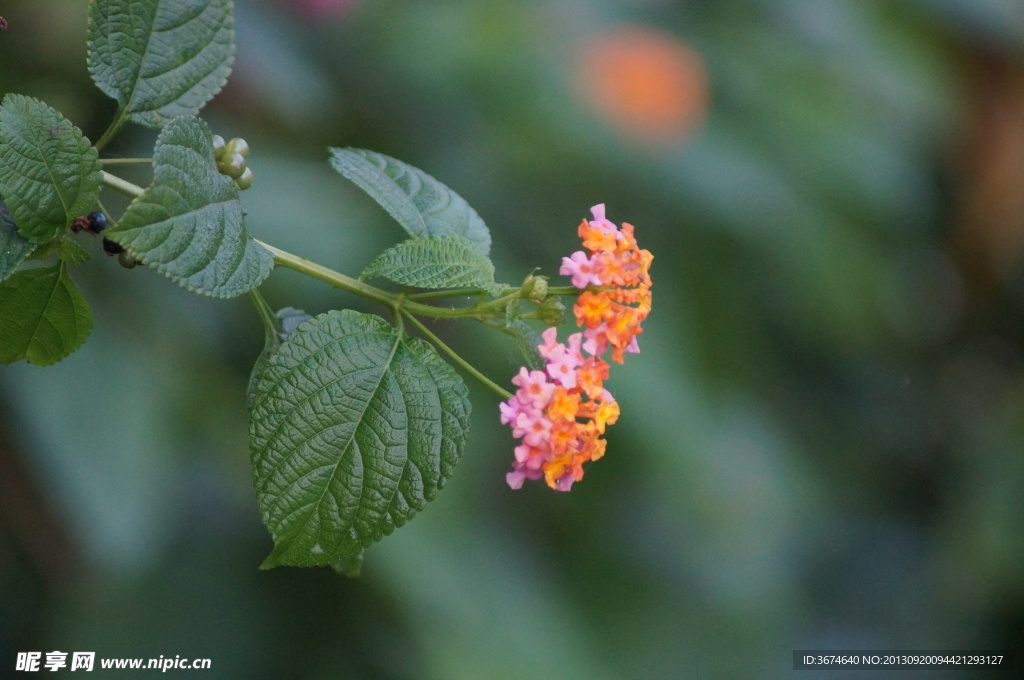 小花