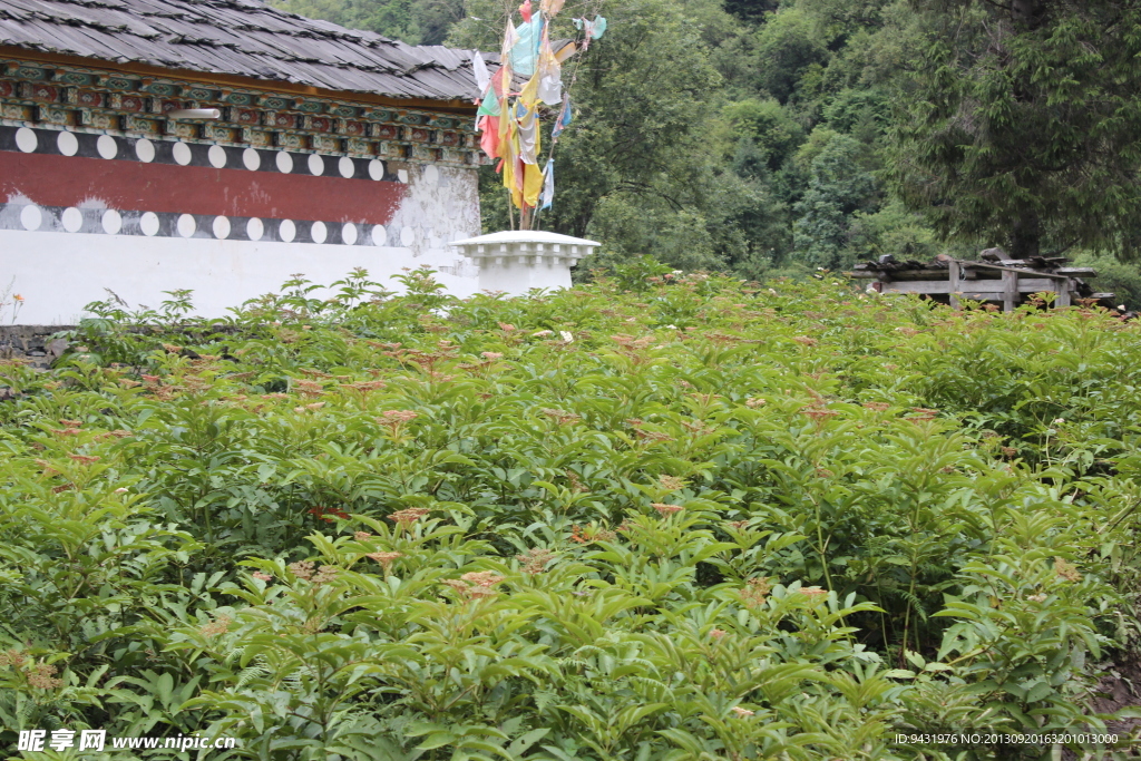 墙外花草