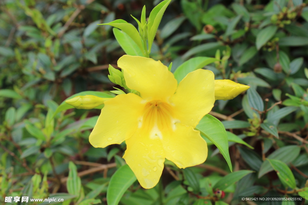黄花槐