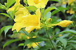 黄花槐