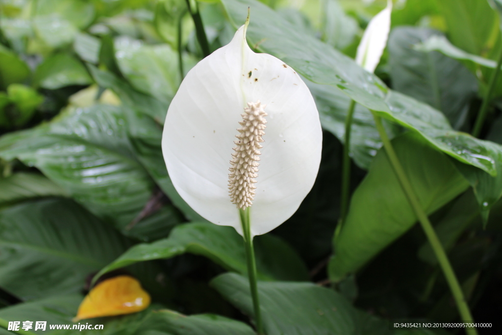 白鹤芋