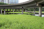 沼泽湖