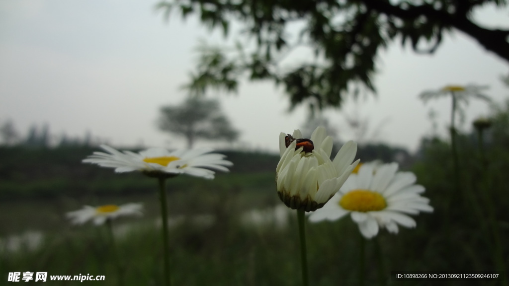 野菊花