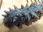 海参