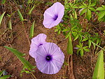 牵牛花