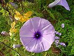 牵牛花
