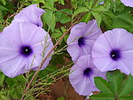 牵牛花
