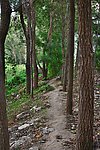 树林小路