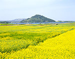 济州油菜花