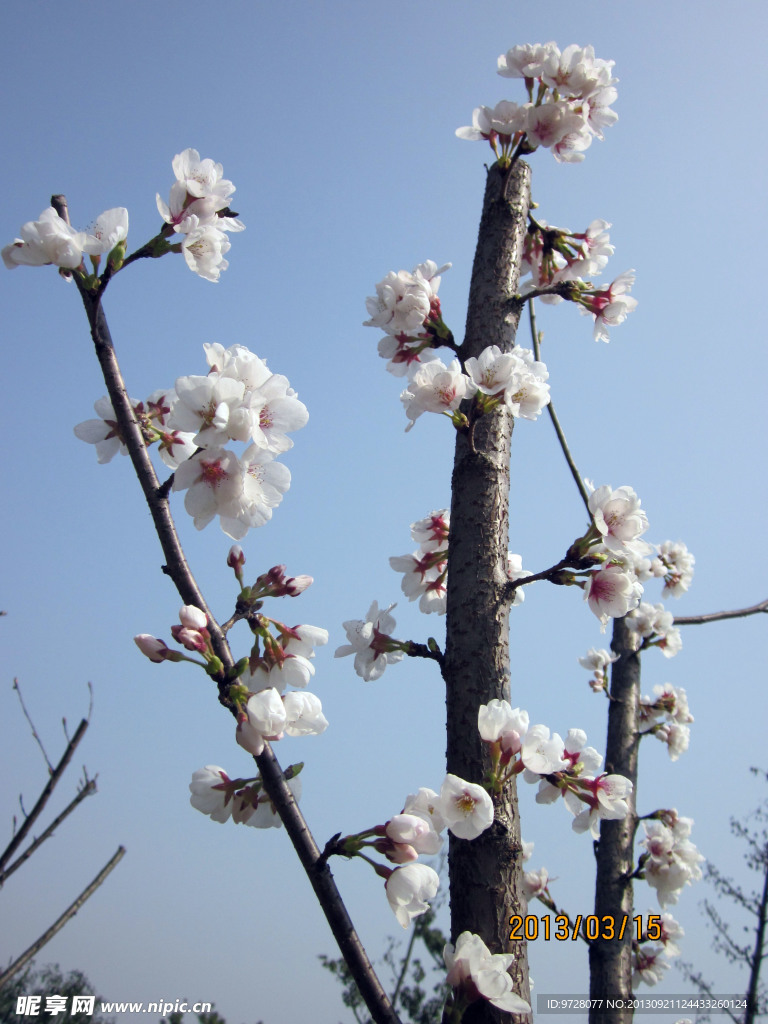 梨花