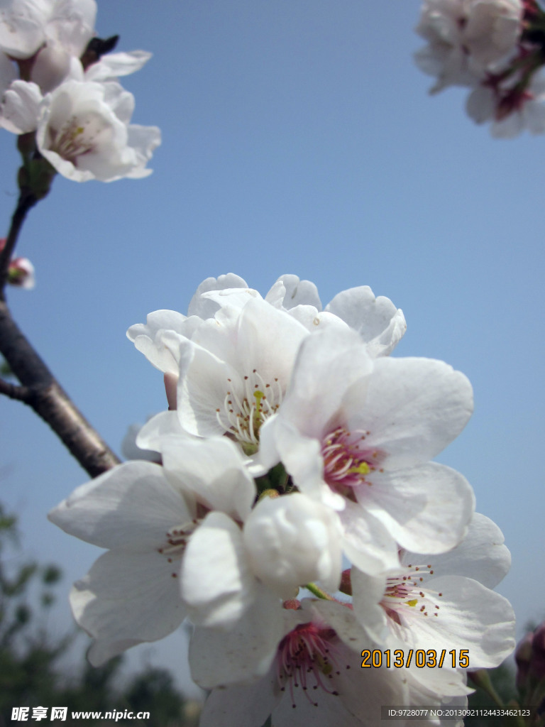 梨花
