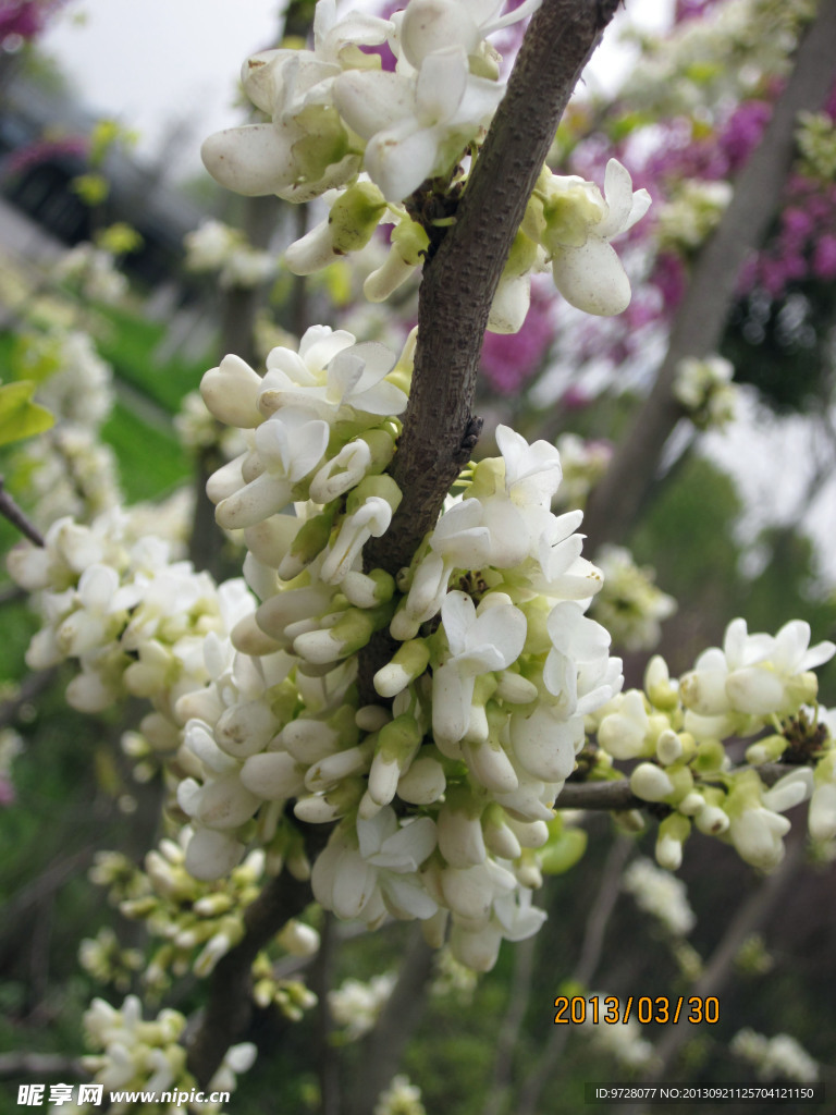 小白花