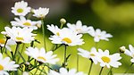花丛