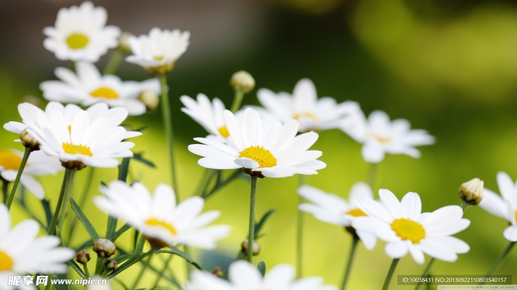 花丛