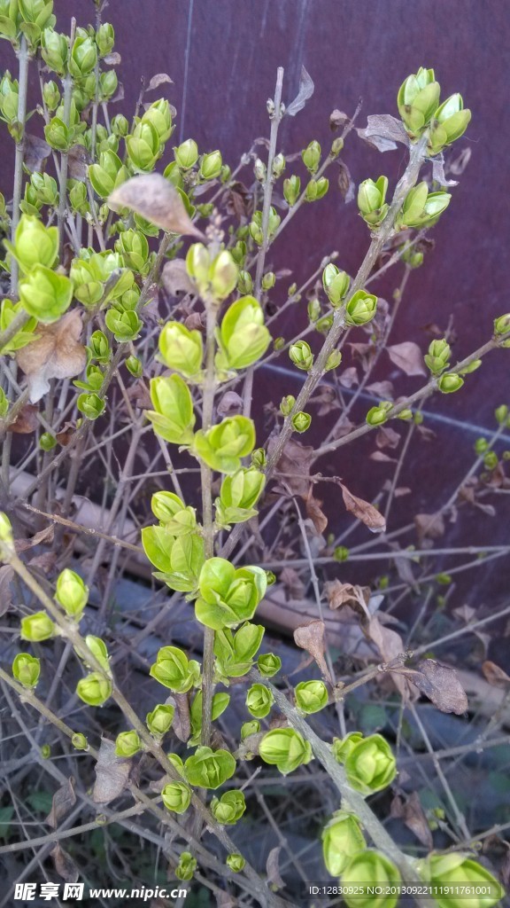 春天的萌芽