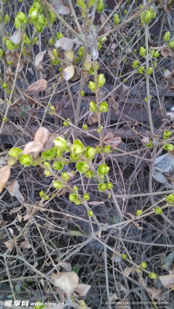 萌芽