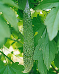 丰收季节