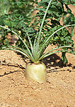 丰收季节