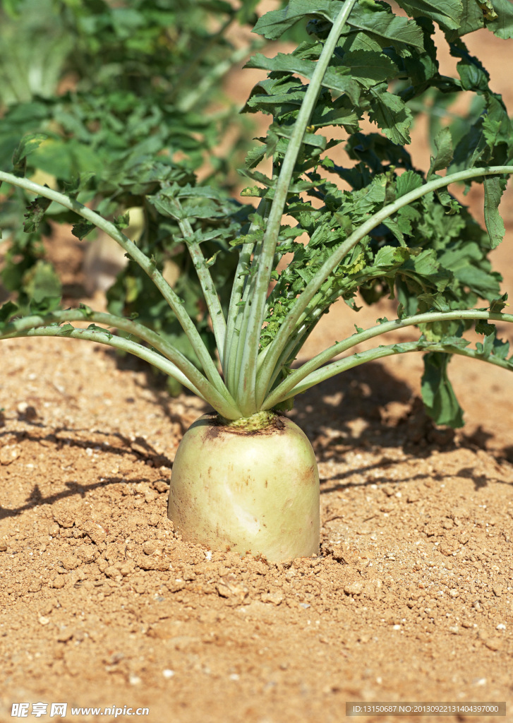 丰收季节