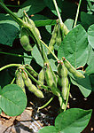 丰收季节