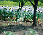 丰收季节