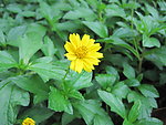 野菊