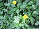 野菊
