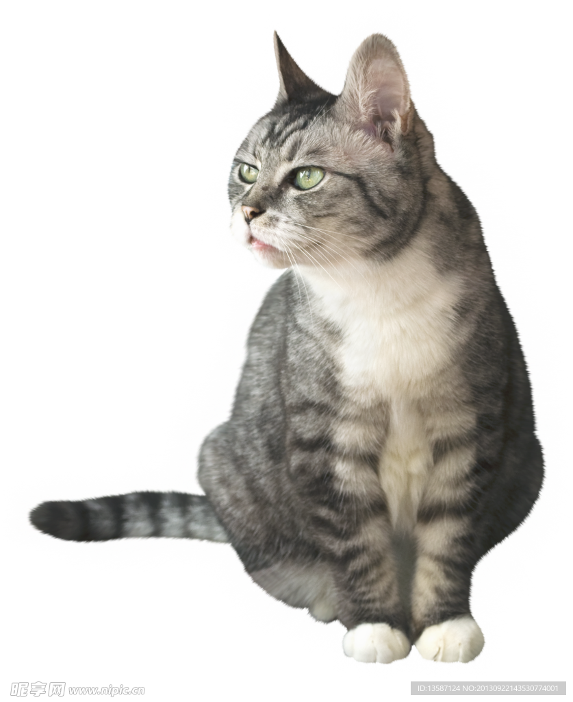 猫猫