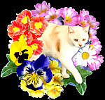小猫与花卉