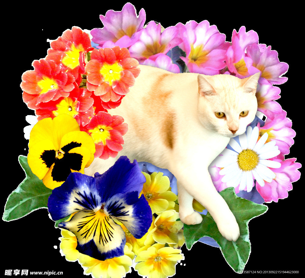 小猫与花卉