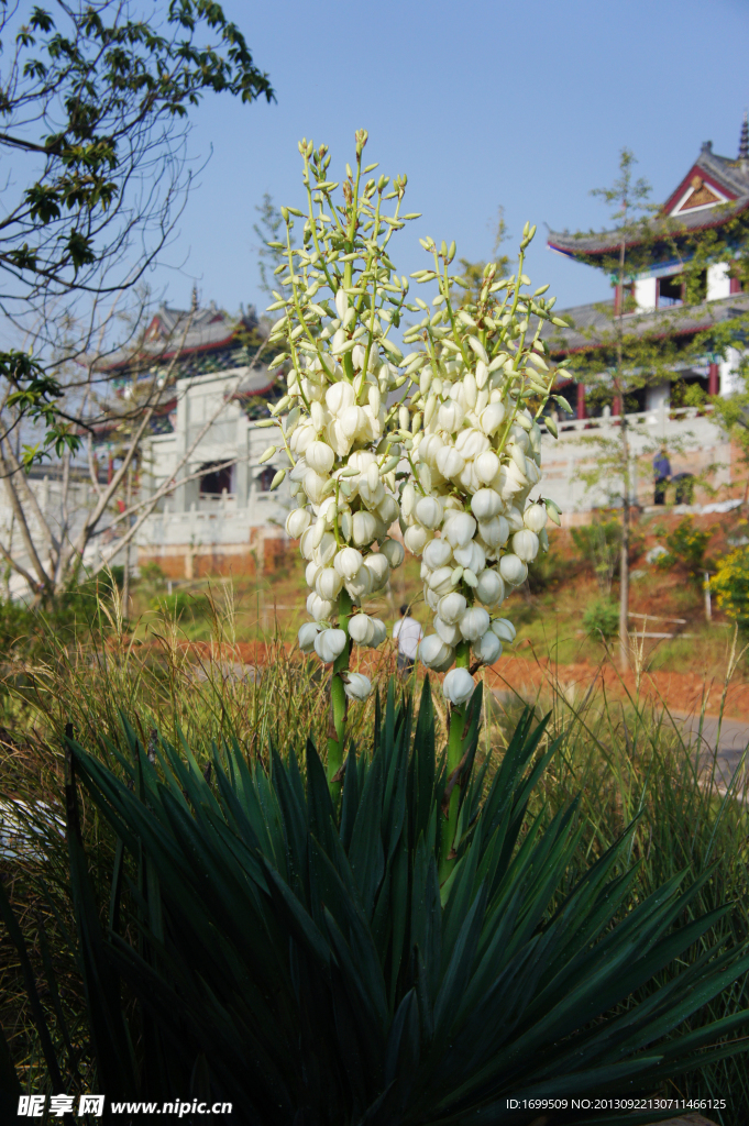 剑麻花