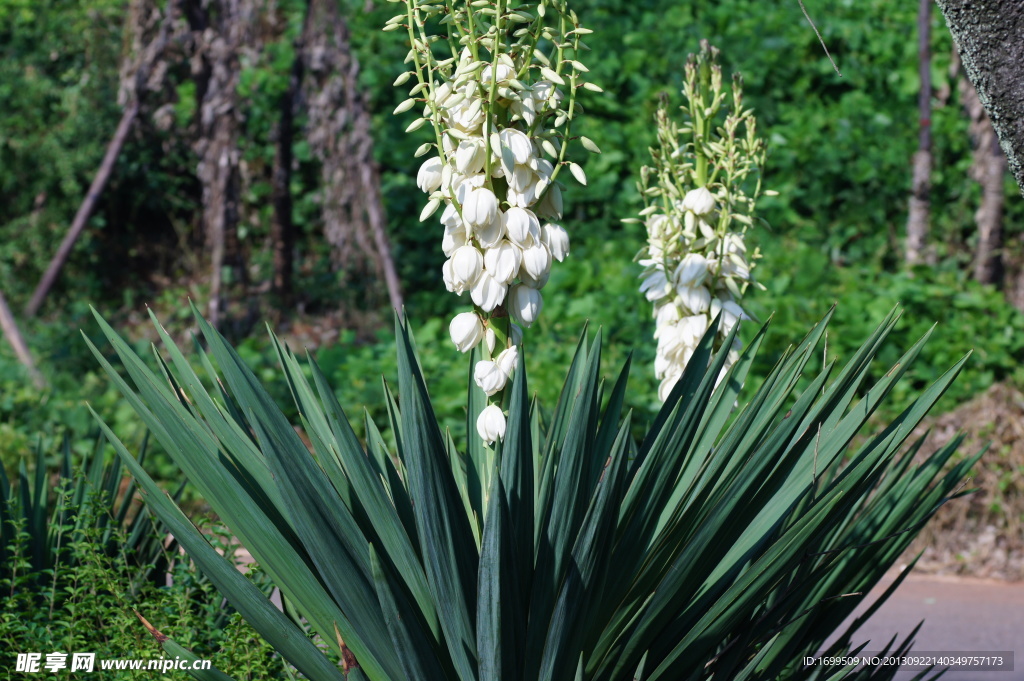 剑麻花