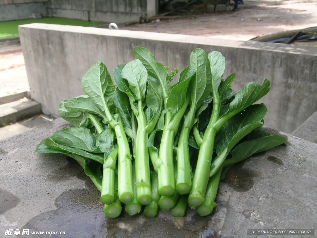菜心