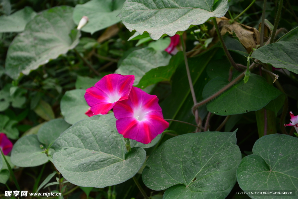 牵牛花