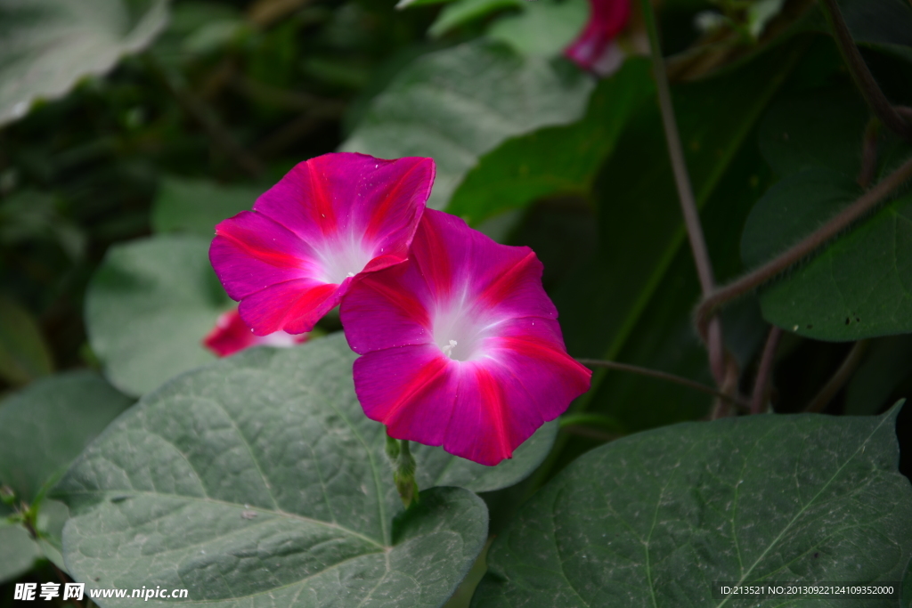 牵牛花