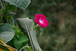 牵牛花